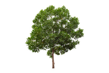 Eucalyptus tree isolated on white background.