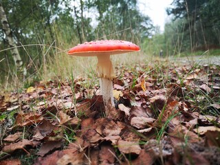 mushroom in the forest