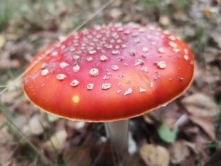 fly agaric mushroom