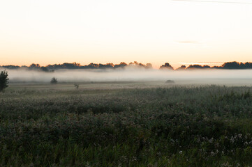 Sunrise on a foggy, quiet summer morning in the meadow.