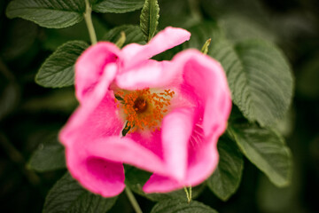 Beautiful pink rosehip bud flower among the leaves. Foliage and flower