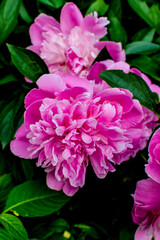Macro of a bright pink peony on a background of foliage
