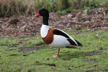 A Shelduck on the water