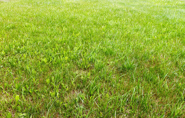 fresh grass background