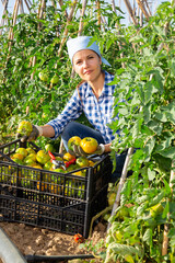 Young female gardener gathering crop of organic unripe tomatoes in vegetable garden. Summer harvest time
