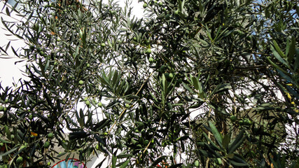 Unripe and immature olives with leaves in olive tree. Untouched olives hanging from the branch of the old olive tree