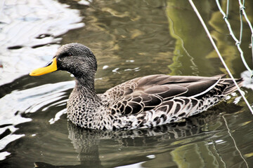 Obraz premium A view of a Yellow Billed Duck