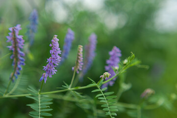  Small purple curly flowers with green leaves