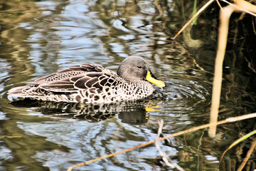 A view of a Yellow Billed Duck