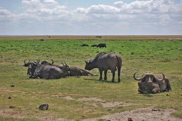 Buffalo group in the African savannah. Powerful animals lie, stand, graze, look at the camera. Huge, sharp, curved horns. There are light clouds in the sky. Summer in Kenya. Amboseli park.
