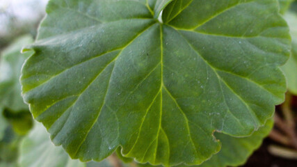 fresh green leaf close-up waiting for autumn at natural background