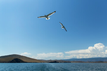 Fototapeta na wymiar Birds-inhabitants of Olkhon island on lake Baikal