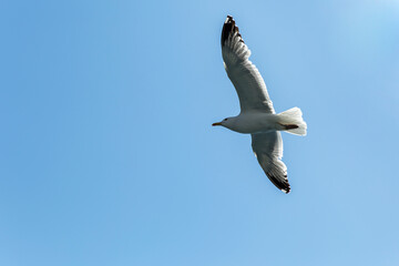 Birds-inhabitants of Olkhon island on lake Baikal