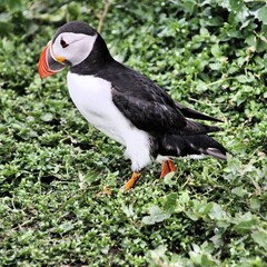 A view of a Puffin
