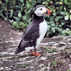 A view of a Puffin