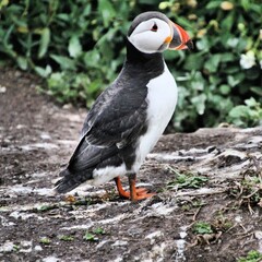 A view of a Puffin