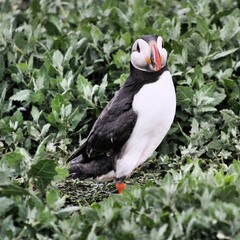 A view of a Puffin