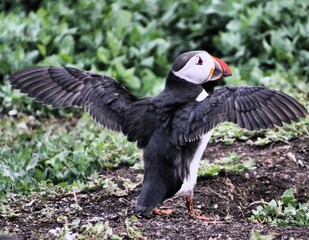 A view of a Puffin