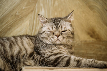 British shorthaired tabby cat with closed eyes