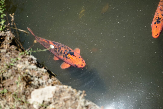 Overhead Shot Of Golden Fish In A Pond  In Monte Palace In Madeira Portugal