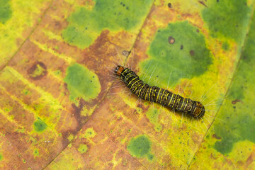 caterpillar on a leaf