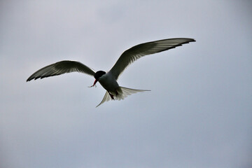 An Arctic Tern in flight