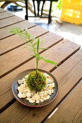 苔盆栽　和風イメージ