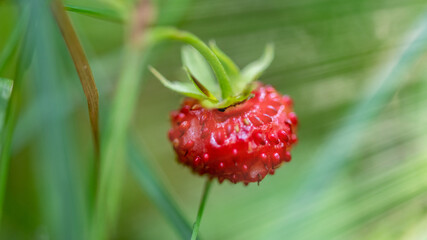 Close up view of strawberry  in the forest