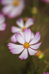 コスモスの花　秋のイメージ