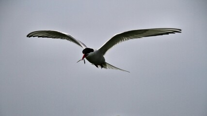 An Arctic Tern in flight