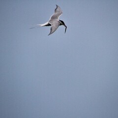An Arctic Tern in flight