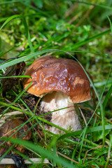 Close-up of boletus mushroom in the forest