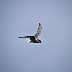 An Arctic Tern in flight