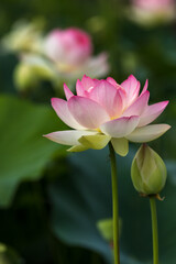 Obraz premium 蓮の花