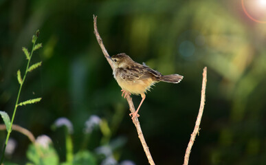 The plain prinia (Prinia inornata) - Little birds in the rice fields, Birds on tree trunks