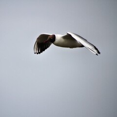 A Black Headed Gull in flight