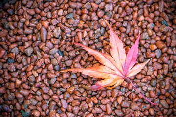 紅葉　秋のイメージ