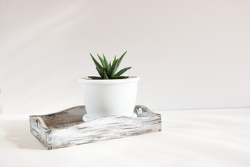 One flowerpot with a small succulent plant (Haworthia) in a white wooden box. Home floriculture concept.