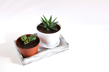 Two flower pots with small succulent plants on a white background. Home floriculture concept.