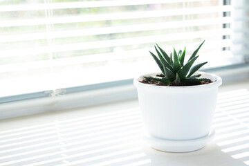 One flower pot with a small succulent plant (haworthia) on a white windowsill. Home floriculture concept.
