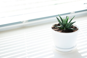 One flower pot with a small succulent plant (haworthia) on a white windowsill. Home floriculture concept.