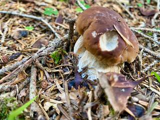 Boletus mushroom in the forest. Porcino from ground level