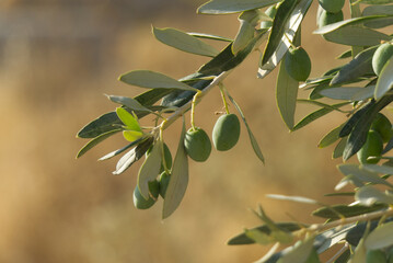 Greek Olive Branch