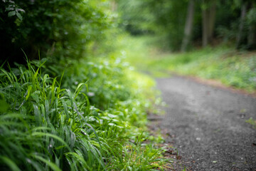 Waldweg mit nassem Gras