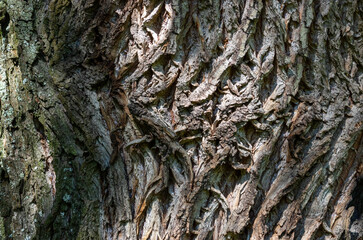 Fragments of the rough brown bark of an old tree on a Sunny day. Natural background or Wallpaper
