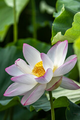 蓮の花