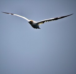 seagull in flight