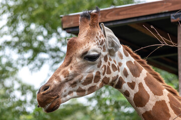キリンのポートレート