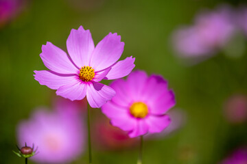 コスモス畑　秋のイメージ