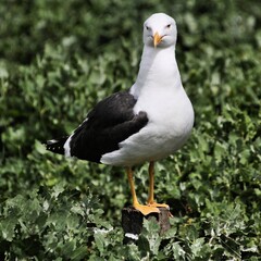 seagull on a rock